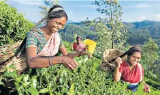  ??  ?? i Tea time: take a trip to Sri Lanka’s lush, green Hill Country now that it is off the red list