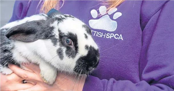  ??  ?? HANDS FULL: The Scottish SPCA still has animals coming in, with none being rehomed at this time, and is appealing for donations to help feed the hungry mouths