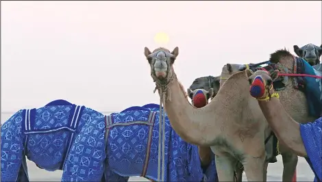  ?? (AFP) ?? This picture taken on Oct 20 in Kabad area, 50 kms southwest of Kuwait City, shows camels after a race.