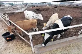  ?? Gary Coronado Los Angeles Times ?? DAIRY COWS at Tulare High School Farm last year. Rep. Devin Nunes (R-Tulare) is from a farming family and has strong backing from farmers and growers.