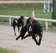  ??  ?? Enniscorth­y dog track hosts the town’s annual Christmas Festival fundraiser on Thursday night.