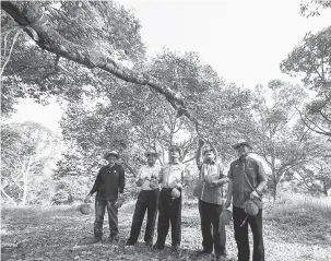  ?? — Gambar Bernama ?? TUAI HASIL: Zainal (kanan) bersama Hasim (tengah), Yunus (dua kanan) mengutip durian pada Program Moh Makan Durian anjuran Pertubuhan Peladang Kawasan Jelebu di Golden Valley Fruits Park, Titi, Jelebu semalam.