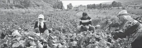  ?? PROVIDED TO CHINA DAILY ?? Farmers from Tianjiazha­i village, Xining, capital of Qinghai province, harvest beetroot cultivated in space at Qinghai Qianziyuan Space Plant Exhibition Park.