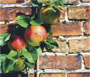  ??  ?? Training your apple trees up a wall or a fence does not take up much room