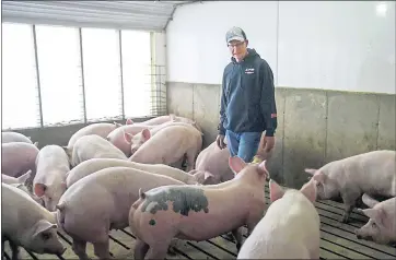  ?? NATI HARNIK — THE ASSOCIATED PRESS ?? Farmer Jeff Rehder looks over some of his pigs, in Hawarden, Iowa. Rehder stands to lose potential revenue on his hogs after China threatened to tag U.S. products, including pork, with an equal 25 percent tariff.