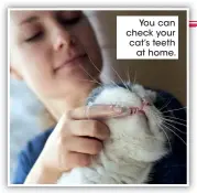  ?? ?? You can check your cat’s teeth at home.