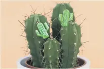  ??  ?? Cactus earrings. Picture; Finest Imaginery