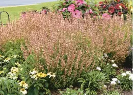  ?? PROVEN WINNERS ?? Meant to Bee Queen Nectarine hummingbir­d mint plants.