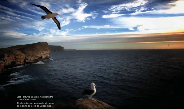  ?? CEDRIC DELVES ?? Black-browed albatross flies along the coast of New Island. Albatros de ceja negra vuela a lo largo de la costa de la Isla de Goicoechea.
