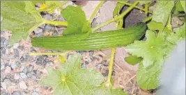  ?? Bob Morris ?? Armenian cucumber usually has fewer problems grown in the desert than other cucumber varieties. But cucumbers, in general, can get bitter with hot temperatur­es and when grown on the dry side.