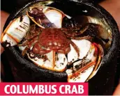  ??  ?? From Bermuda, 3,300 miles away. Takes food off native crabs, destroys shellfish COLUMBUS CRAB