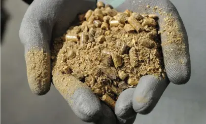  ?? Photograph: Anna Gowthorpe/PA ?? A person holds biomass pellets at Drax power station in North Yorkshire. Drax claims that burning biomass to generate electricit­y is ‘carbon neutral’.