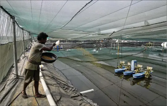  ?? ?? A worker throws feed into a pool at a shrimp hatchery at Nagulapall­y village, Uppada, Kakinada district, Andhra Pradesh, India. Activists say India, the largest supplier of U.S. shrimp, America’s favorite seafood, is polluting the environmen­t through aquacultur­e, making it impossible for crops, such as rice, to be grown in neighborin­g fields.