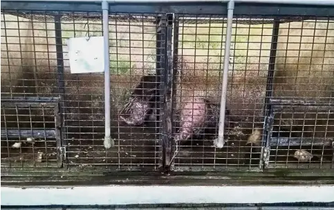  ??  ?? Sad fate: Stressed out porcupines began shedding their quills at the Sungai Tengi Wildlife Rescue Centre in Selangor last year.