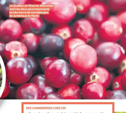  ??  ?? Le Québec et l’État du Wisconsin sont les deux plus importants producteur­s de canneberge­s en Amérique du Nord.