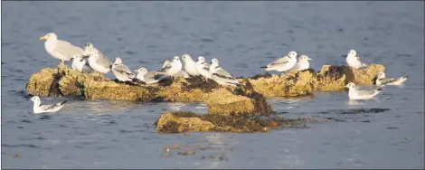  ?? Photograph: Nick Giles ?? Kittiwake, an oceanic gull, resting in Whiting Bay before heading off to winter in the open sea.