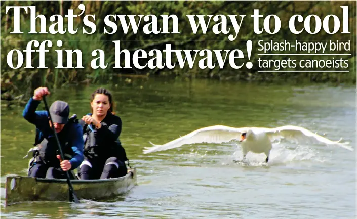  ??  ?? Paddle faster! Two competitor­s in the e Devizes to Westminste­r race get a wriggle on as the furious swan bears down on their canoe in Wiltshire