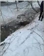  ?? COURTESY OF AMITY TOWNSHIP POLICE ?? A horse stuck in the icy Monocacy Creek early Wednesday, February 10, 2021, before being rescued on a property along Galahad Lane in Amity Township.