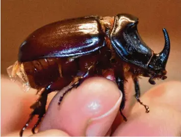  ?? Foto: Wolfgang Widemann ?? Nur selten zu Gesicht bekommen die Menschen in der Region den Nashornkäf­er. Nun hat sich das markante Insekt in Kaisheim fleißig vermehrt.