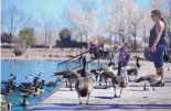  ?? ADOLPHE PIERRE-LOUIS/JOURNAL ?? Trinity Faith, 3, and her mother, Elizabeth Bustos, feed the ducks and Canada geese at Tingley Beach on Monday. “It’s mid-March, feels like summer,” Bustos said.