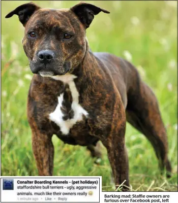  ??  ?? Barking mad: Staffie owners are furious over Facebook post, left