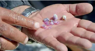  ?? AFP ?? A labourer displays ruby gemstones after finding them in pieces of rocks outside a mine. —