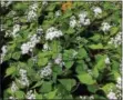  ?? PHOTO BY PAMELA BAXTER ?? White snakeroot — blooming now on a roadside near you.