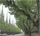  ?? NORIHIRO HARUTA/AP FILE ?? The project in Tokyo’s Jingu Gaien park area faces mounting opposition from local residents.