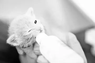  ??  ?? An unweaned kitten is bottle fed inside the kitten nursery at the Best Friends Animal Society shelter on Apr 27 in Mission Hills, California.