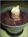  ??  ?? Plant amaryllis in a small pot rather than a big one.
