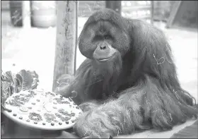  ?? Hannover Adventure Zoo/AP ?? Jambi: Orangutan Jambi gets a farewell treat at the Hannover Zoo in Hannover, Germany. Jambi is leaving Hannover for Dallas, where he’ll spend a month in quarantine before moving on to the Audubon Zoo in New Orleans.