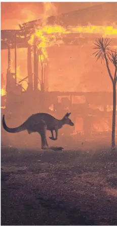  ?? FOTO: MATTHEW ABBOTT/LAIF ?? Ein Känguru flieht Ende Dezember des vergangene­n Jahres in Lake Conjola vor den Flammen.