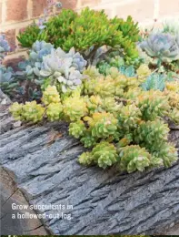  ??  ?? Grow succulents in a hollowed-out log.