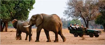  ??  ?? GAME ON: Capture wild elephants in your sketchbook on an art safari in Zambia. Top: Sketching in Bologna and a painting of a poppy field in Italy