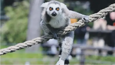  ?? ?? Un lemure dalla coda ad anelli si arrampica su una corda nel suo recinto allo zoo di Wroclaw, in Polonia