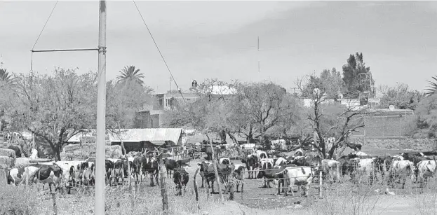  ?? /JUAN JOSÉ SIFUENTES ?? Ante nula rentabilid­ad, mandan al rastro a animales