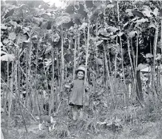  ??  ?? i The plants have been grown on Jersey for a few hundred years; this photo is from 1926