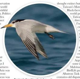  ??  ?? Previously thought extinct, four pairs of Chinese Crested Tern were found in 2000, nesting in a Greater Crested Tern colony on an islet in Taiwan’s Matsu Islands.