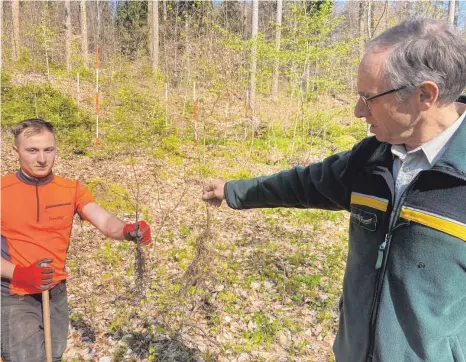  ?? FOTO: MARKUS FALK ?? Revierförs­ter Ottmar Jochum (r.) zeigt einen Sämling vor der Pflanzung.