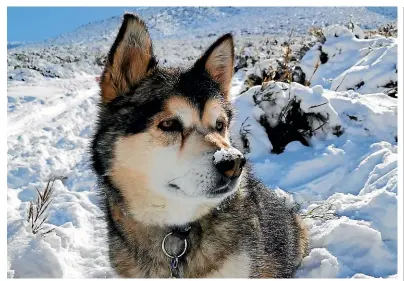  ??  ?? Alaskan malamute Echo, 9, will walk the Run to Remember track in March.