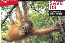  ??  ?? SAVE US Orangutans under threat