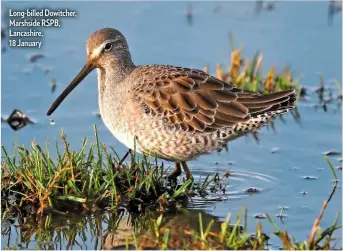  ??  ?? Long-billed Dowitcher, Marshside RSPB, Lancashire,
18 January