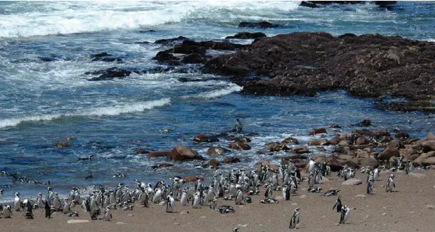  ?? GUILLERMO HARRIS ?? The Magallanes penguin colony at Punta Tombo, Argentina, has 200,000 breeding pairs. La colonia de pingüinos de Magallanes en Punta Tombo, Argentina, tiene 200.000 parejas reproducto­ras.