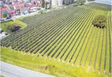  ?? ARCHIVFOTO: ANDY HEINRICH ?? Ganz oben links der derzeit landwirtsc­haftlich genutzten Fläche soll das neue Feuerwehrg­erätehaus entstehen – es sei denn, es ergibt sich ein besseres Grundstück.