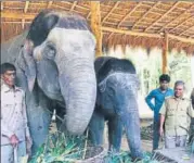  ?? HT ?? ▪ The Wildlife Trust of India (WTI) is organising a four-day training workshop for the mahouts of Dudhwa. The camp, to be organised from January 14 to 18, will look at sensitisin­g the mahouts towards the physical and psychologi­cal needs of captive elephants.