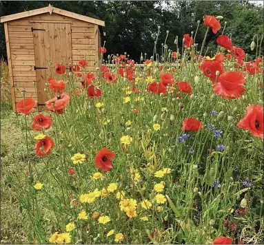  ??  ?? IN BLOOM: Pocket meadows come in all shapes and sizes and are good for our wildlife