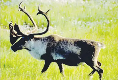  ??  ?? A woodland caribou bull in Northern British Columbia. Federal officials say herds are getting smaller.