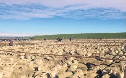  ?? PHOTO:PGGWRIGHTS­ON ?? Expert eyes . . . Buyers inspect lambs at the Maniototo Last Muster lamb sale earlier this year.