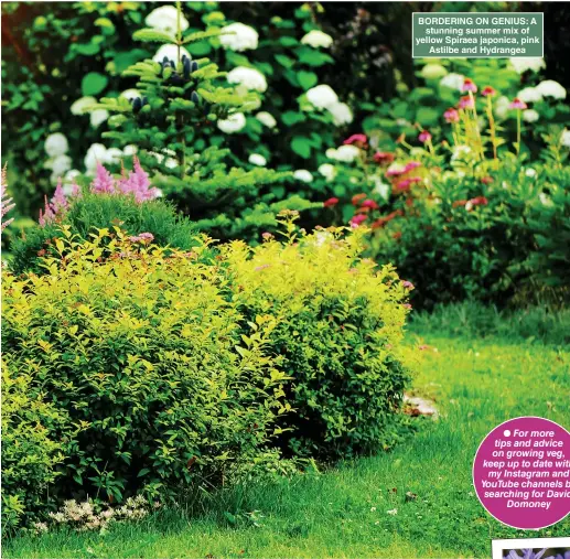  ?? Pictures: GETTY ?? BORDERING ON GENIUS: A stunning summer mix of yellow Spiraea japonica, pink Astilbe and Hydrangea ●●For more tips and advice on growing veg, keep up to date with my Instagram and YouTube channels by searching for David Domoney