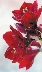  ??  ?? Amaryllis bulbs will bloom six to eight weeks after planting — start them now to enjoy over the holidays.